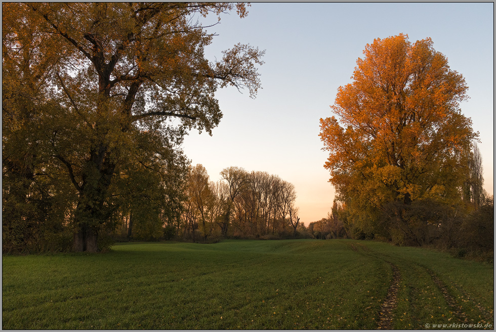 Herbst in den Rheinwiesen... Meerbusch *Langst-Kierst* entlang am Rhein, Rheinauen, Deichvorland