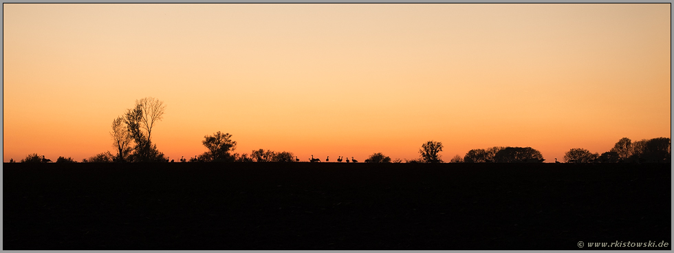 Scherenschnitt... Wildgänse *Anser spec.* im Gegenlicht des Sonnenuntergangs am Rhein bei Meerbusch, Rhein-Kreis Neuss