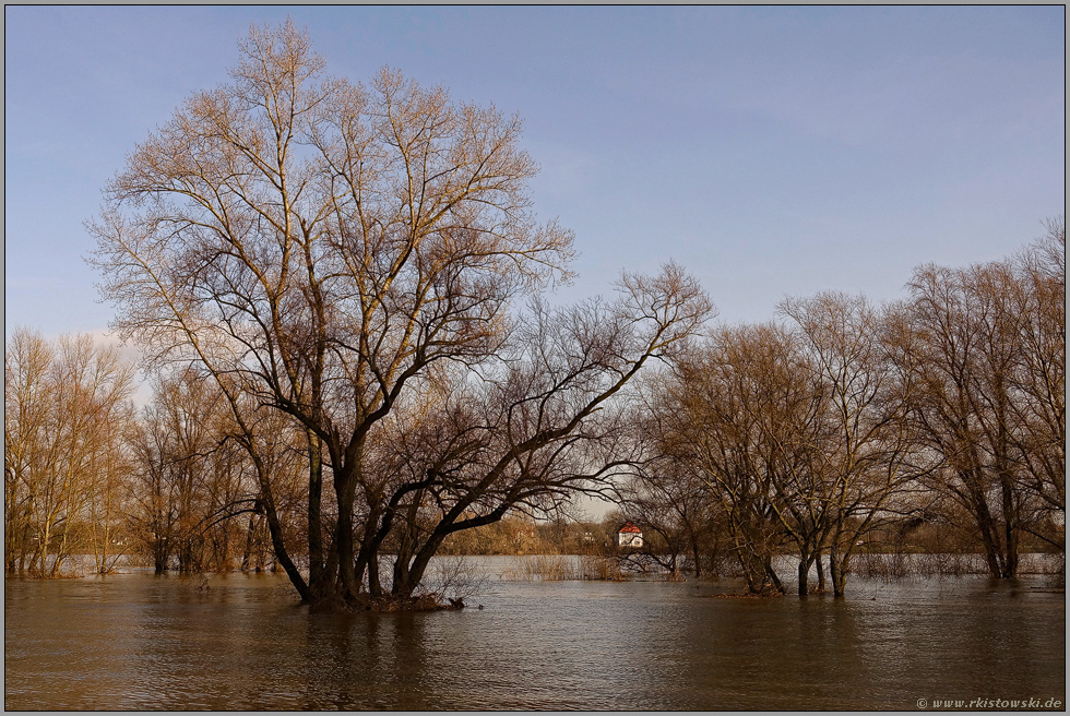 mittleres Hochwasser... Rhein *Nordrhein-Westfalen* auf der Höhe von Düsseldorf