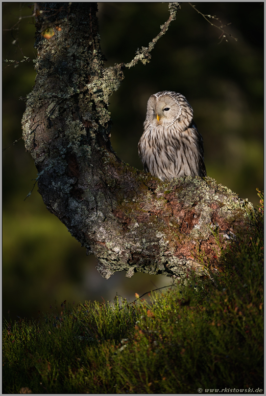 zuhause in alten borealen Wäldern... Habichtskauz *Strix uralensis* im ersten Sonnenlicht, sitzt in einem Baum