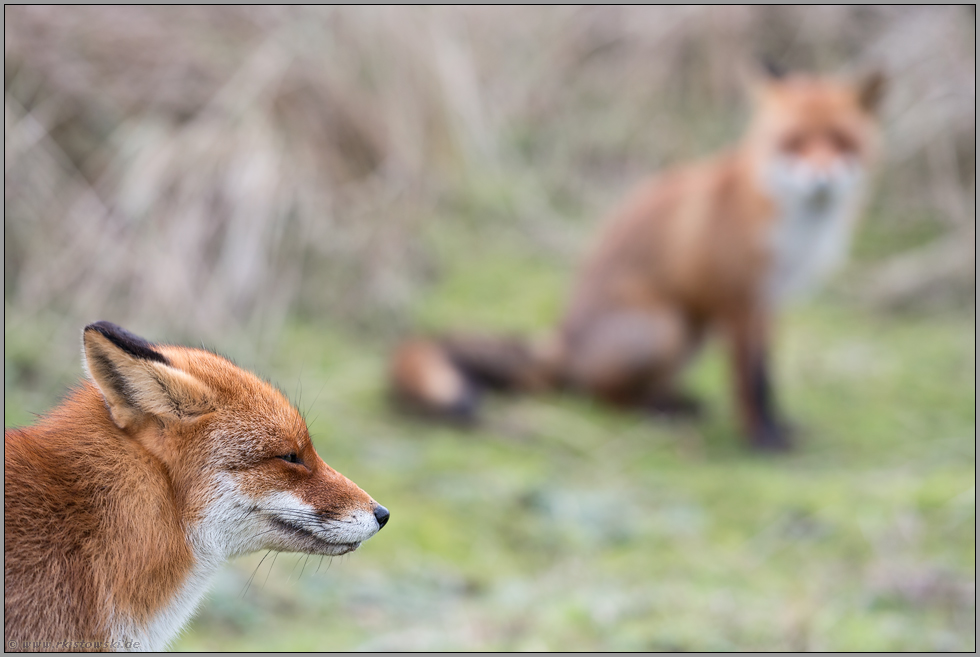 zur Ranzzeit... Rotfüchse *Vulpes vulpes*