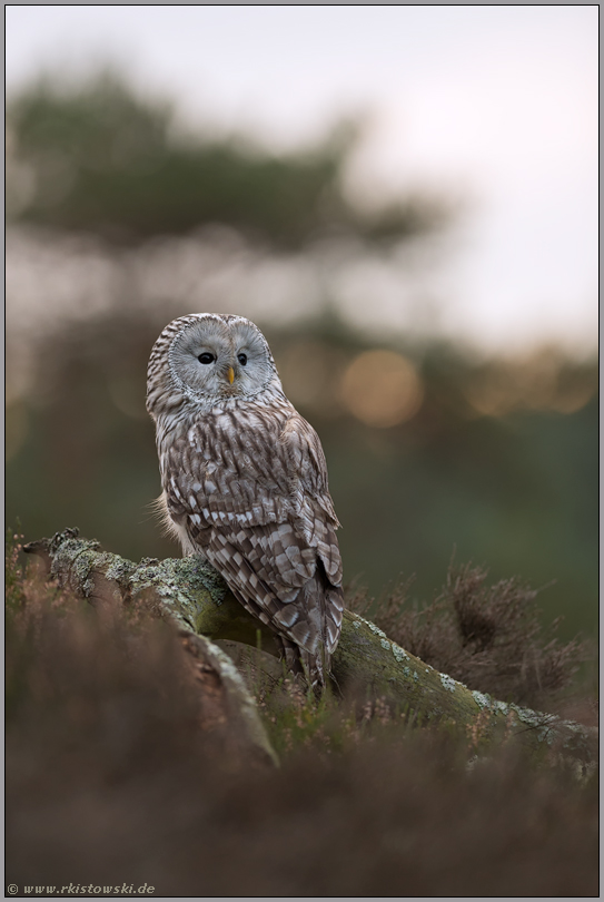 Eulenblick... Habichtskauz *Strix uralensis* frühmorgens auf einer Lichtung