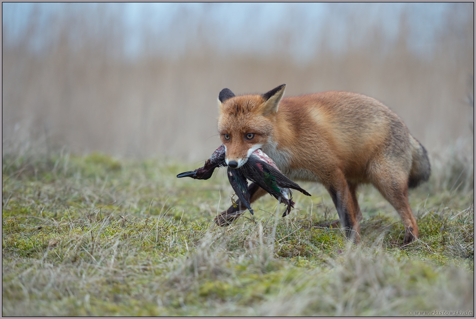 Jäger und Sammler... Rotfuchs *Vulpes Vulpes*