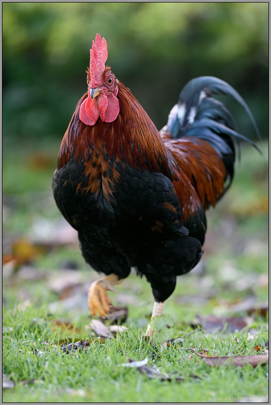 der Hahn... Haushuhn *Gallus gallus domesticus*, Italiener Huhn