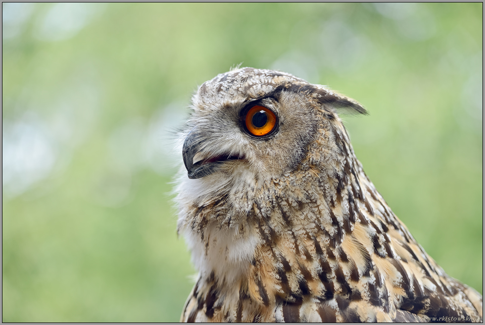 feurig leuchtende, orangerote Augen... Uhu *Bubo bubo*, Nahaufnahme, Portrait der großen Ohreule