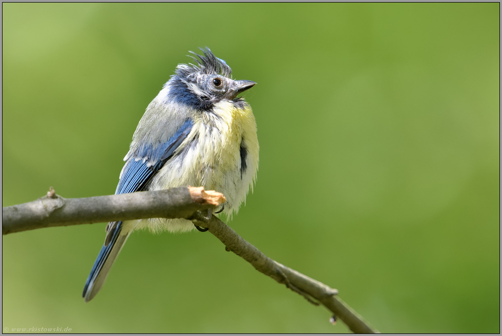 Federausfall am Kopf... Blaumeise *Cyanistes caeruleus* , kranker, vielleicht von Bakterien oder Milben befallener Vogel
