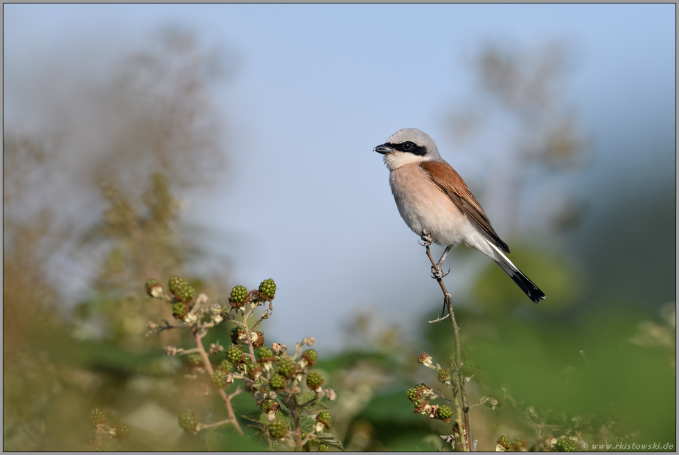Heckenbrüter... Neuntöter *Lanius collurio*, Männchen auf dem Ausguck in der Brombeerhecke