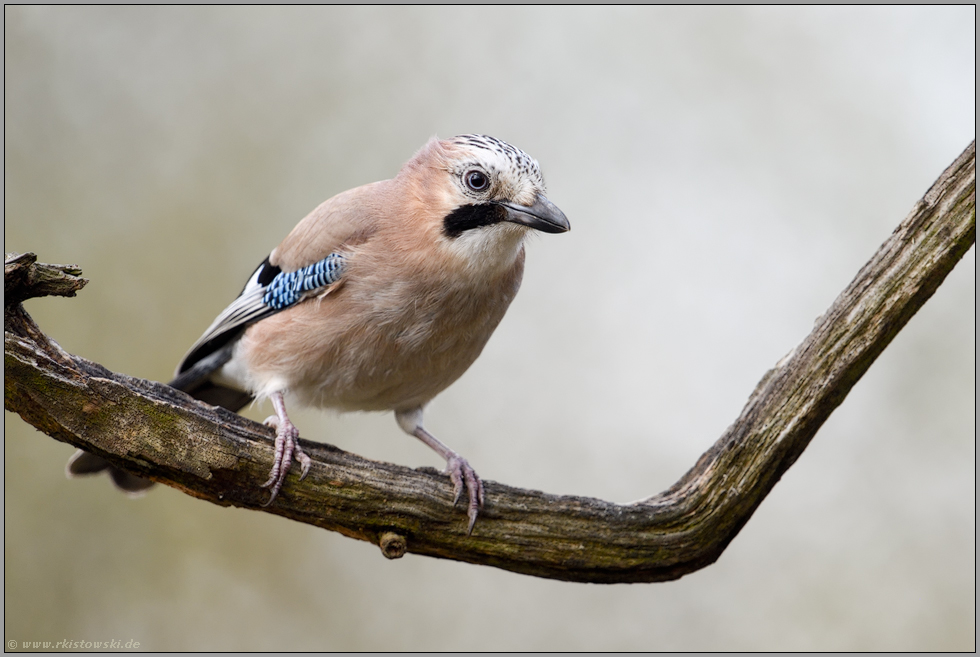 Waldpolizei...  Eichelhäher *Garrulus glandarius* wacht über den Wald