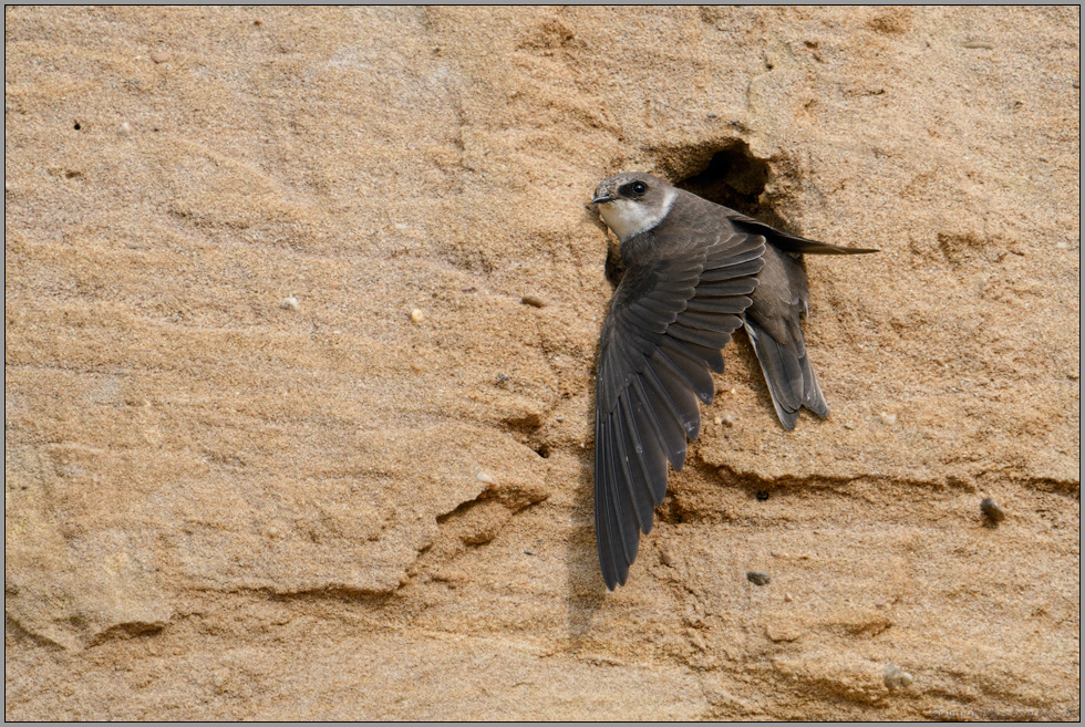 Halt in der Sandwand... Uferschwalbe *Riparia riparia* in einer Sandgrube am Niederrhein
