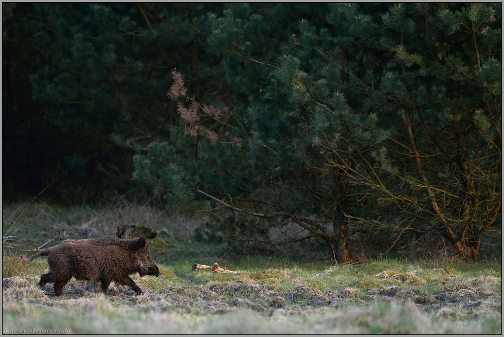 spätabends... Wildschwein *Sus scrofa* am Waldrand bei der Nahrungssuche auf einer Wildwiese