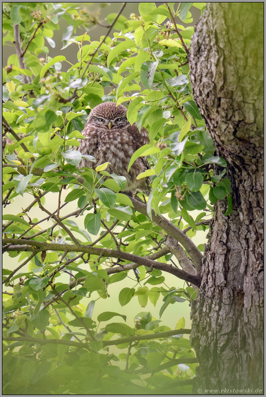 im Birnbaum... Steinkauz *Athene noctua* ruht im Tagesversteck