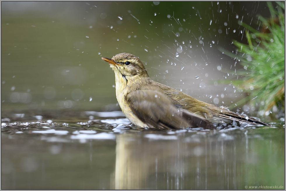 Vogelbad... Fitis *Phylloscopus trochilus* badet in einer Wasserstelle im Wald, sucht Abkühlung, pflegt das Gefieder