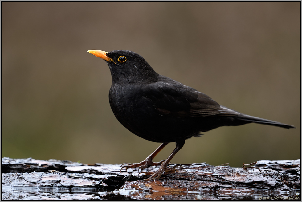 auf der Hut... Amsel *Turdus merula*, Amselhahn auf Augenhöhe