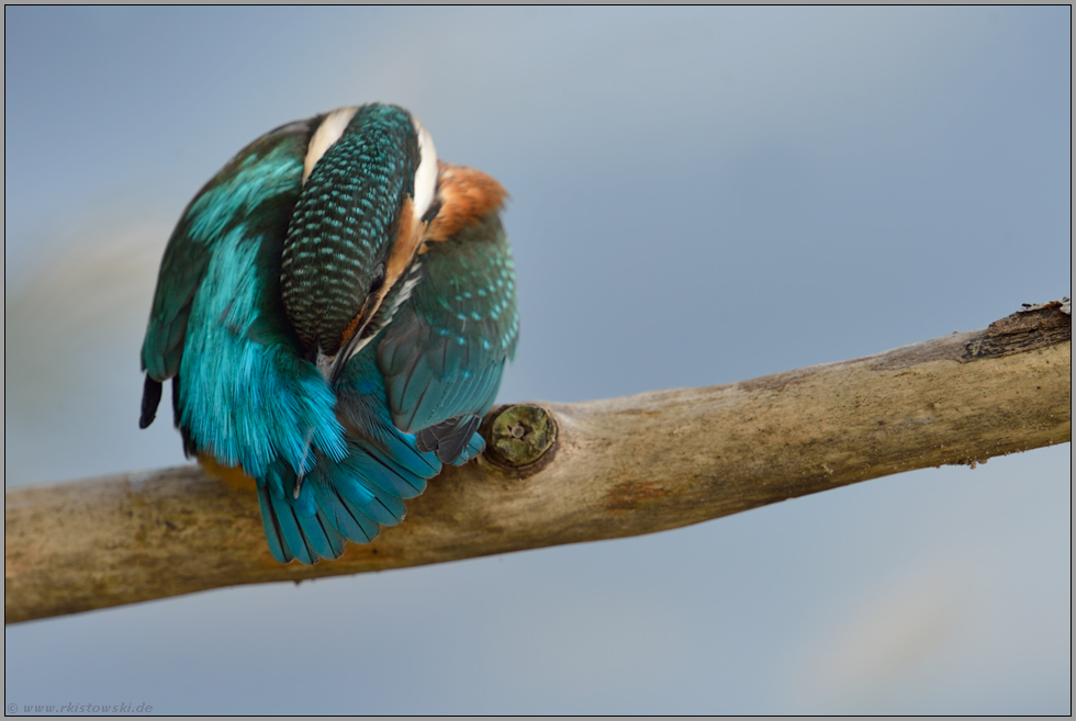 gelenkig... Eisvogel *Alcedo atthis* putzt sich, reinigt das Gefieder, rückwärtige, detailreiche Ansicht
