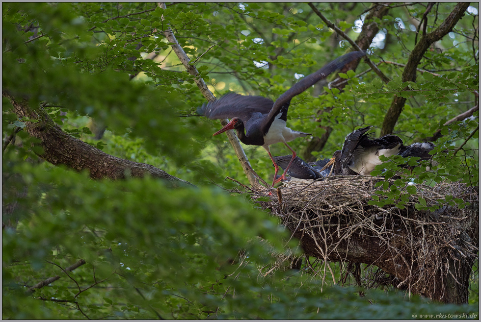 Abflug... Schwarzstorch *Ciconia nigra*, Altvogel verlässt nach der Nahrungsübergabe das Nest