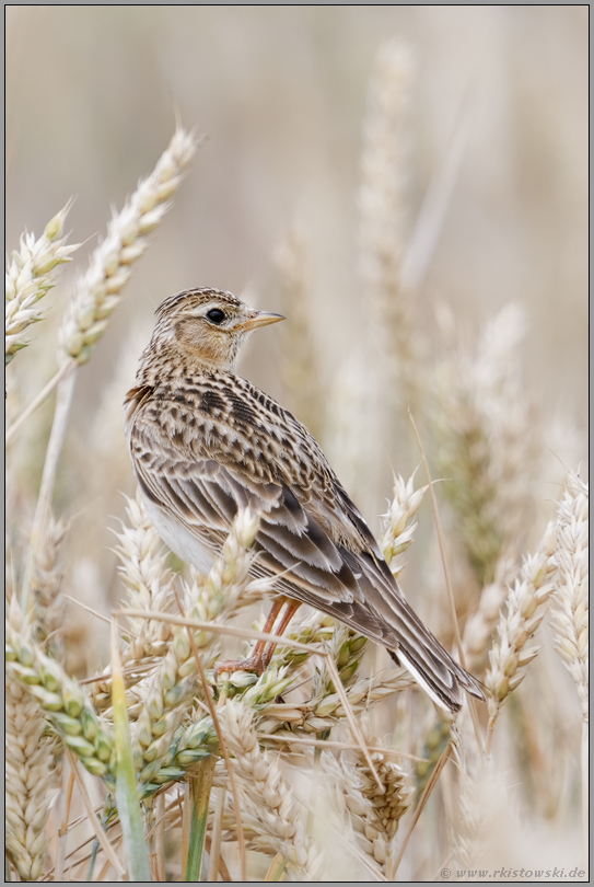 im reifen Weizen... Feldlerche *Alauda arvensis* schaut sich um