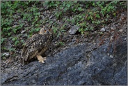 gestört... Europäischer Uhu *Bubo bubo*