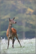 zum Absprung bereit... Rottier *Cervus elaphus*