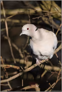 Einwanderer... Türkentaube *Streptopelia decaocto*