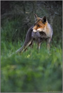 aus dem Blickwinkel einer Maus... Rotfuchs *Vulpes vulpes*