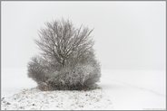 Feldrandgebüsch im Schneetreiben... Meerbusch *Nordrhein-Westfalen*