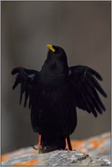 ich bin die Größte... Alpendohle *Pyrrhocorax graculus*