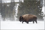 Winter im Yellowstone...  Amerikanischer Bison *Bison bison*