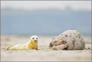draußen auf der Düne... Kegelrobbe *Halichoerus grypus*
