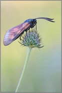 abgeflogen... Sechsfleck-Widderchen *Zygaena filipendulae*