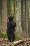 boah, is' dat hoch... Europäischer Braunbär *Ursus arctos* steht aufgerichtet an einem Baum