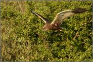Suchflug... Rohrweihe *Circus aeruginosus* , Männchen jagt am Rande eines Gebüsches