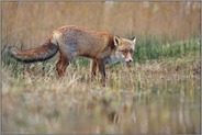 kühles Nass... Rotfuchs *Vulpes vulpes*, Fuchs trinkt aus einem Gewässer, kontrolliert die Umgebung