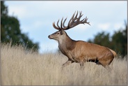 flammendes Geweih... Rothirsch *Cervus elaphus*, besonders edler Hirsch mit prächtigem Geweih