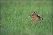 frisches Grün... Feldhase *Lepus europaeus* sitzt in der Wiese, frisst mit angelegten Ohren