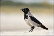 am Sandstrand... Nebelkrähe *Corvus cornix* an der Ostsee