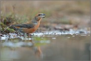 orange-rot... Kiefernkreuzschnabel *Loxia pytyopsittacus*, männlicher Vogel stillt Wasserbedarf aus einer Pfütze