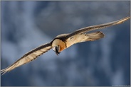 nah d'ran...  Bartgeier *Gypaetus barbatus* vor einer steilen Felswand in den Alpen