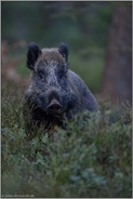 kräftig... Wildschwein *Sus scrofa* im Unterholz eines Waldes