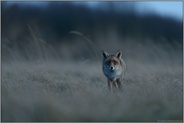 überrascht... Rotfuchs *Vulpes vulpes* spätabends auf der Pirsch