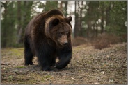 absolut beeindruckend... Europäischer Braunbär *Ursus arctos*