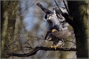 große Aufregung im Wald... Habicht *Accipiter gentilis*, Paarung der Habichte