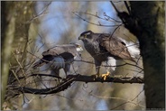 Partner für's Leben... Habicht *Accipiter gentilis*, Habichtpärchen im Wald, links der Terzel, rechts das Weib