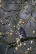 auf Partnersuche... Steinkauz *Athene noctua* im Birnbaum sitzend