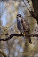 nach der Kopulation... Habicht *Accipiter gentilis*, Habichtweibchen ruht hoch oben im Baum