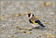 bei der Nahrungssuche... Stieglitz *Carduelis carduelis*, Distelfink frisst von den Samen einer Schwarzpappel