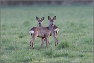 Obacht... Reh *Capreolus capreolus*, Rehwild am frühen Abend, zwei aufmerksame Ricken