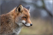 Jungfuchs... Rotfuchs *Vulpes vulpes* im Regen, Kopfporträt