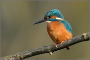 nach getaner Arbeit... Eisvogel *Alcedo atthis*, Männchen nach Grabarbeiten an der Brutröhre