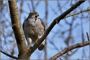 energisch... Habicht *Accipiter gentilis*, Habichtweibchen ruft lautstark in den Wald