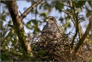 perfekt getarnt... Habicht *Accipiter gentilis*, Habichtweibchen auf dem Horst